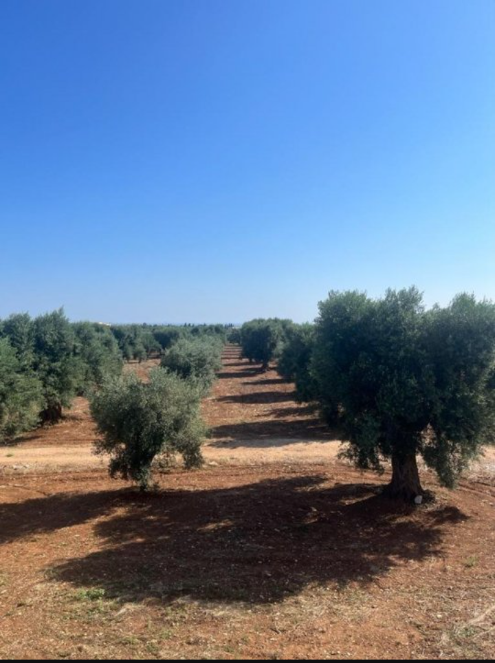 Farmhouse for sale in a quiet area ITFasano - Puglia